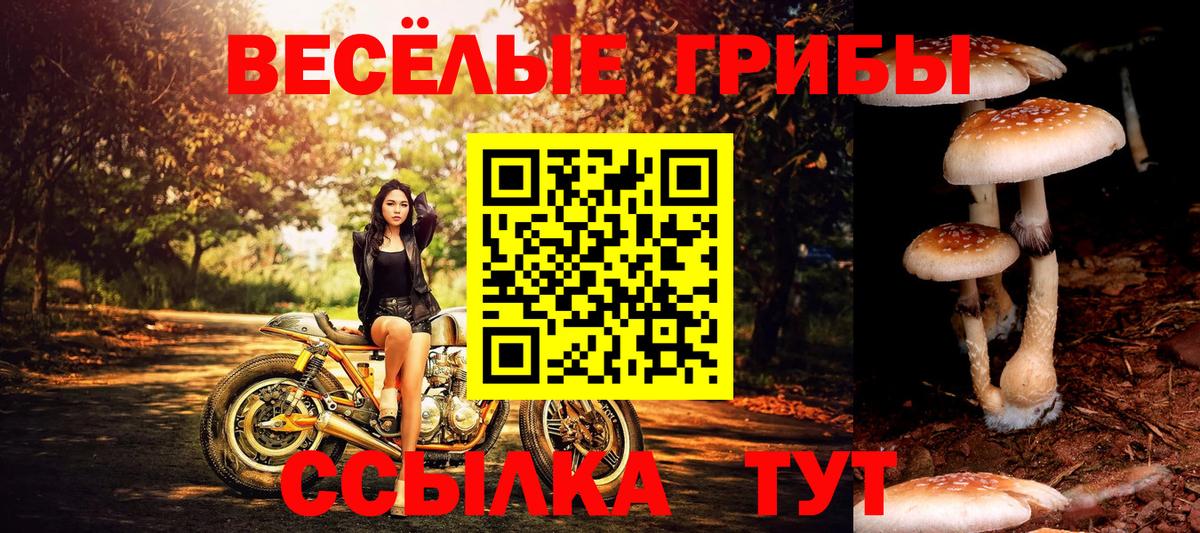 Галлюциногенные грибы Cubensis Губаха